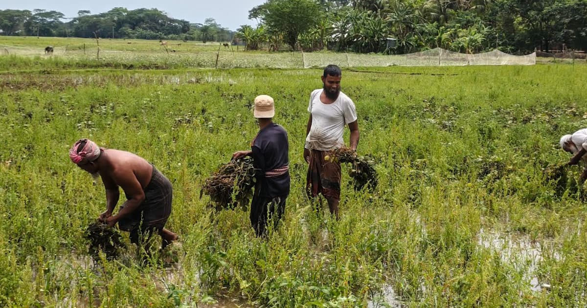 ফসল ঘরে তোলার আগেই বৃষ্টি, বিপাকে রাঙ্গাবালীর কৃষক