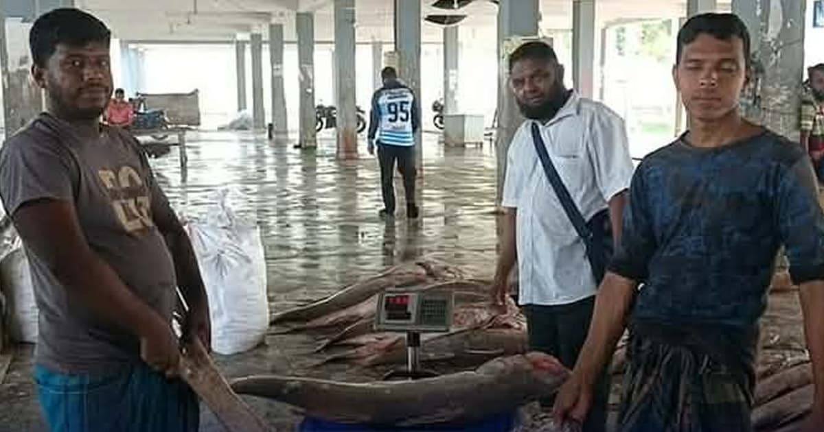 জিয়ানগরের জেলের জালে ধরা পড়লো ৫০টি লাক্ষা মাছ