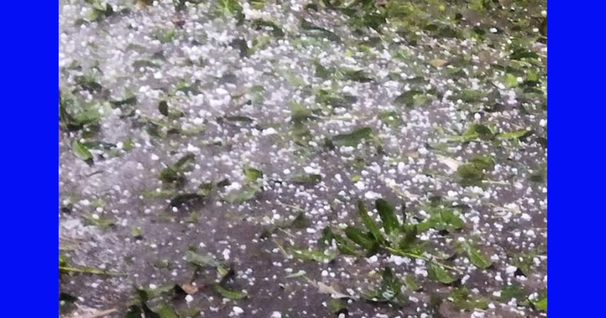 আচমকা শিলাবৃষ্টিতে আমচাষীদের মাথায় হাত