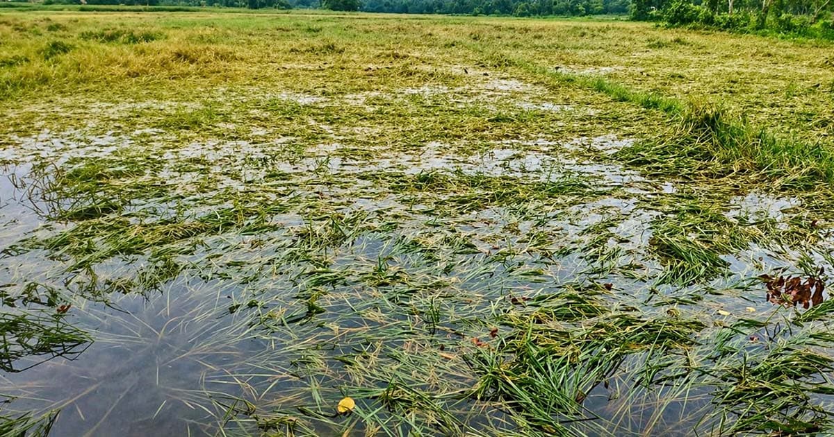 কালবৈশাখী ঝড়ে হেলে পড়েছে ধান, দুশ্চিন্তায় কৃষক