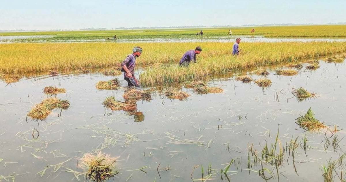 অতিবৃষ্টি ও পাহাড়ি ঢলে ডুবছে পাকা ধান