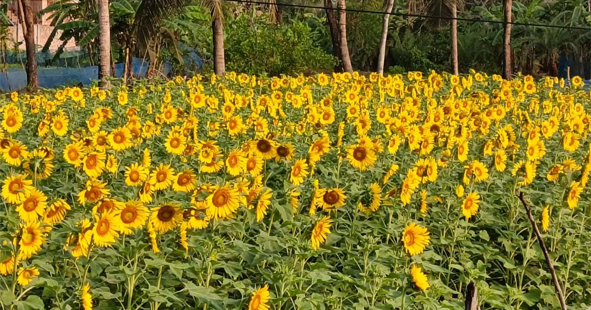 শ্যামনগরে সূর্যমুখী এক সম্ভবনাময় ফসল