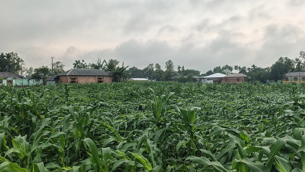কালবৈশাখীর তাণ্ডবে লণ্ডভণ্ড ফসল