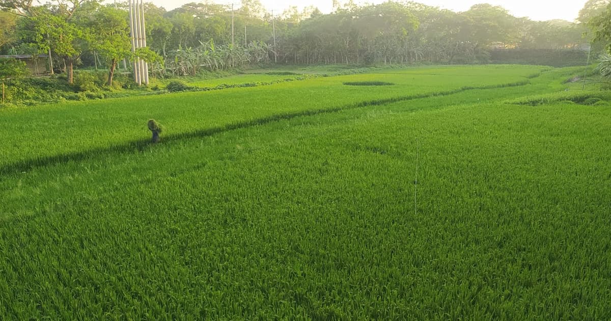 কিশোরগঞ্জে লোডশেডিংয়ের কারণে ব্যাহত হচ্ছে সেচ কার্যক্রম