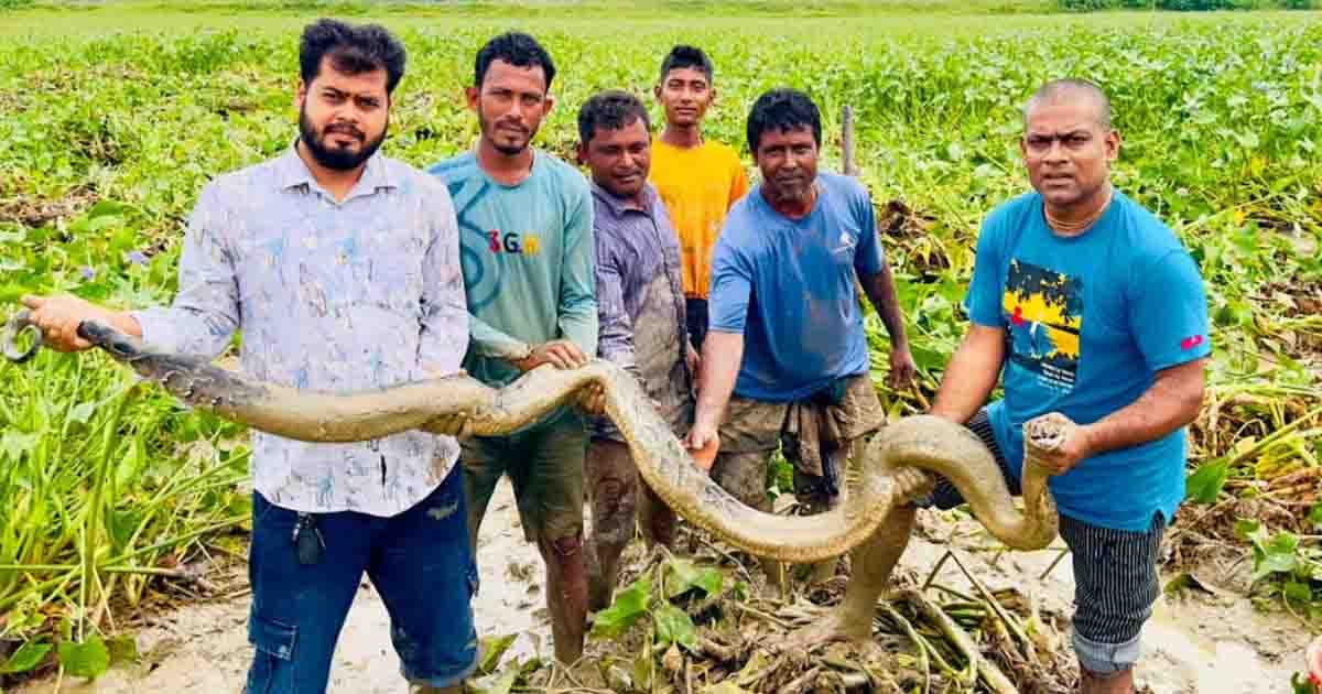 লাউয়াছড়া ছেড়ে কেন লোকালয়ে সাপ?