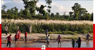 শ্রীমঙ্গলের সবুজ চা'বাগানে কাশফুলের গালিচা