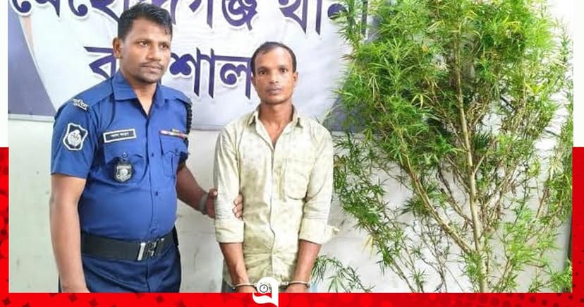 মেহেন্দিগঞ্জে ঘেরের আড়ালে গাঁজা চাষ, মাদক কারবারি গ্রেপ্তার