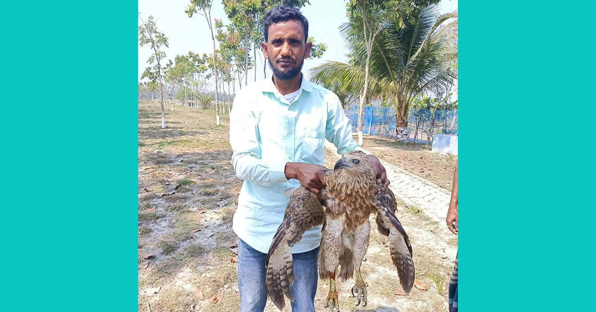 শরণখোলায় বিরল প্রজাতির ঈগল উদ্ধার