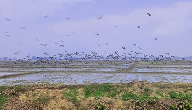 অতিথি পাখির কলকাকলীতে মুখরিত চলনবিল
