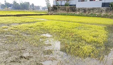 ঘন কুয়াশা ও তীব্র শীতে মরে যাচ্ছে বীজতলার চারা, বিপাকে চাষীরা