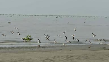 পায়রা-বিষখালী তীরের চরগুলোতে কমছে অতিথি পাখির উপস্থিতি