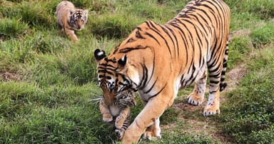 বাঘ-হাতি শিকারে ১২ বছরের জেল, জরিমানা ১৫ লাখ টাকা