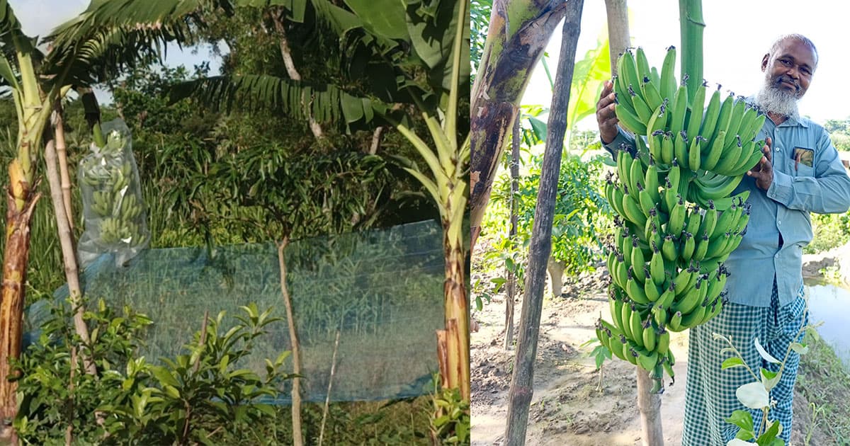 শাহ আলম জমাদ্দারের জি-৯ কলার বাণিজ্যিক চাষে নতুন সম্ভাবনা