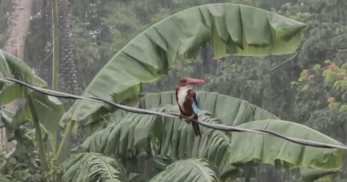 টানা বৃষ্টিতে আশ্রয়ের খোঁজে লোকালয়ে পাখিরা