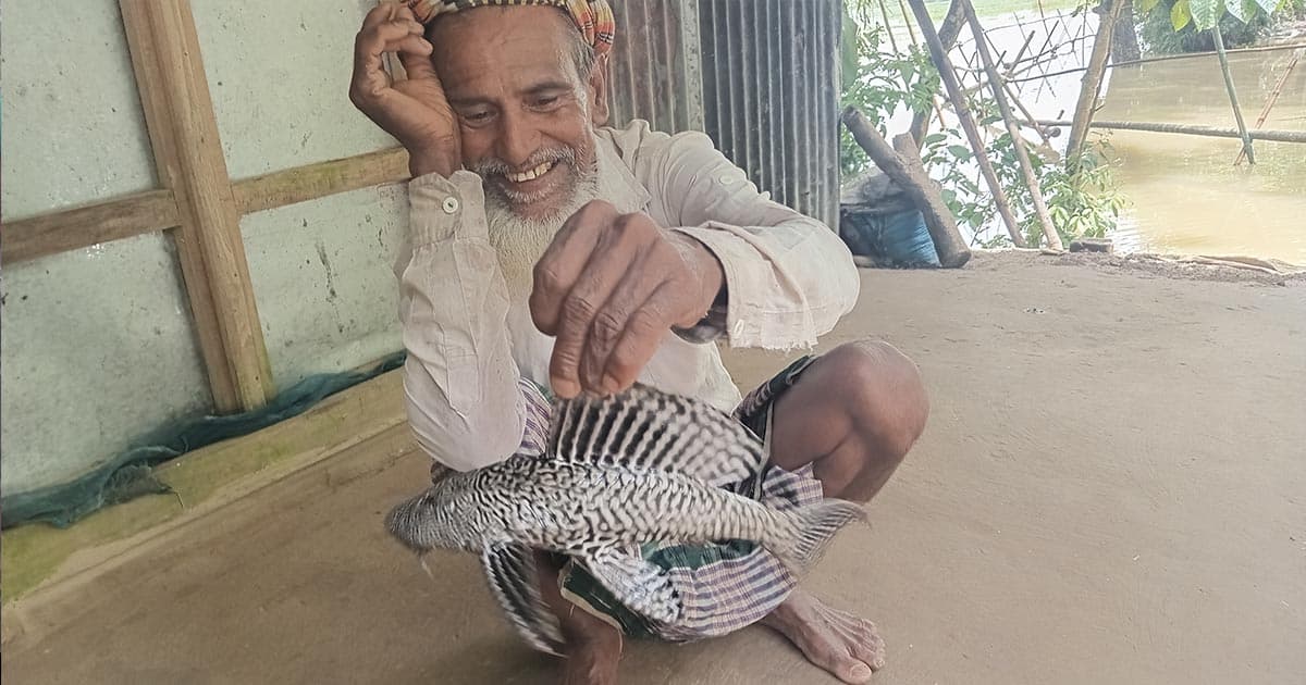 রাক্ষুসে সাকারের কবলে দেশীয় মাছের অস্তিত্ব