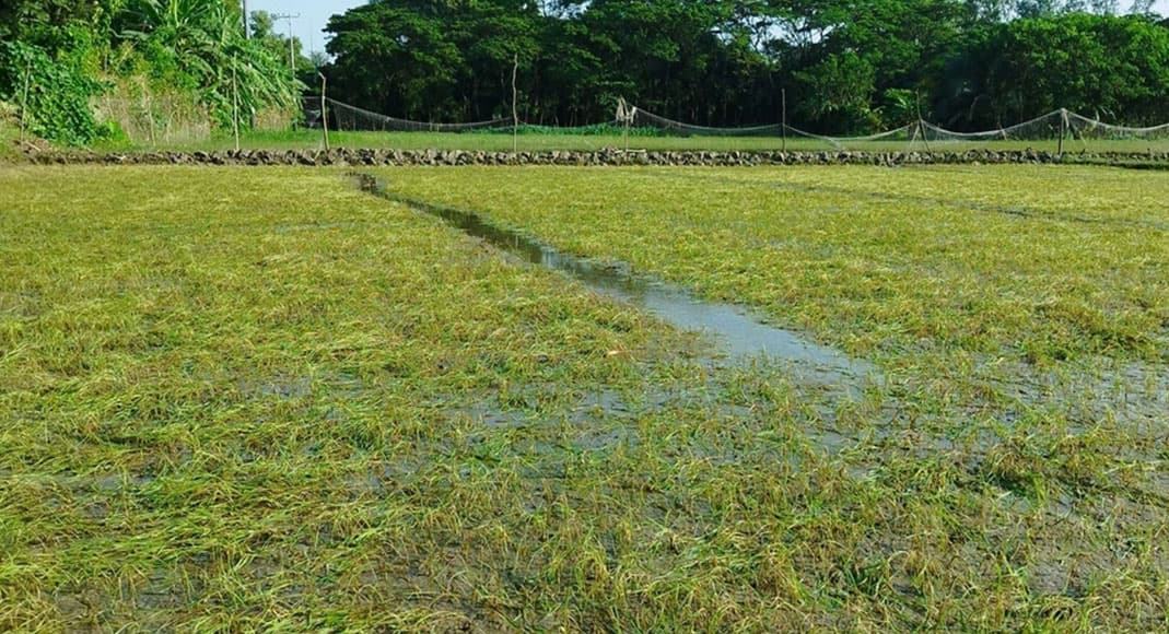 অতিবর্ষণ ও জলাবদ্ধতায় ২৫ হাজার হেক্টর ফসলের ক্ষতি