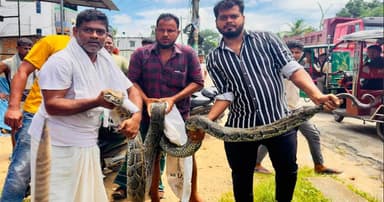 শ্রীমঙ্গলে বিশালাকার অজগর উদ্ধার, লাউয়াছড়ায় অবমুক্ত