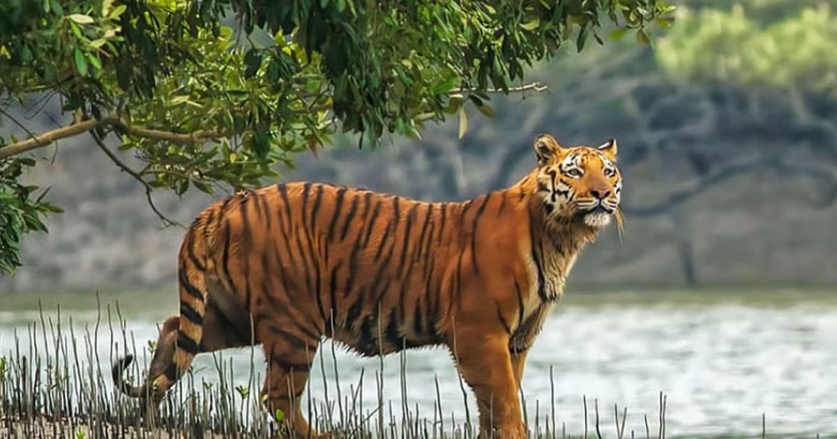 বনবিবির দুয়ারে