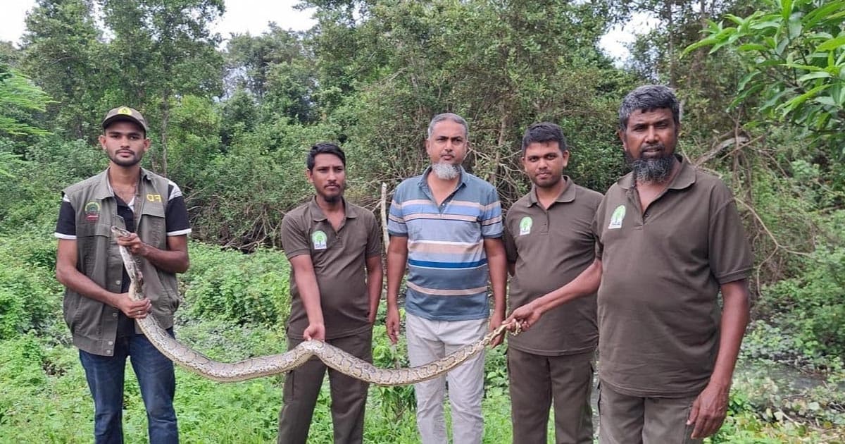 খাবারের সন্ধানে একের পর এক সাপ লোকালয়ে