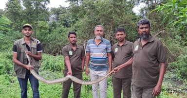 খাবারের সন্ধানে একের পর এক সাপ লোকালয়ে