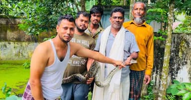 বিশ্ব সাপ দিবসে শ্রীমঙ্গলে অজগর উদ্ধার, বনে অবমুক্ত