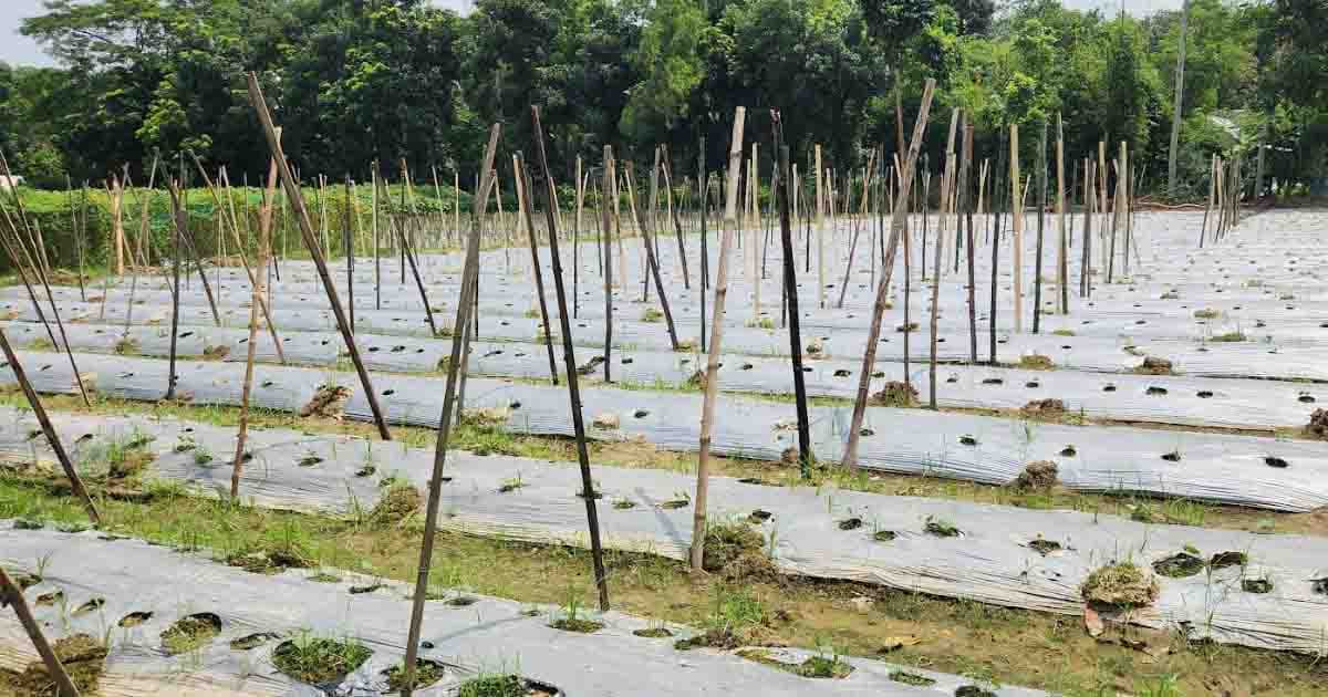 ফলন বাড়ায় শিবচরে মালচিং পদ্ধতিতে ঝুঁকছেন কৃষকেরা