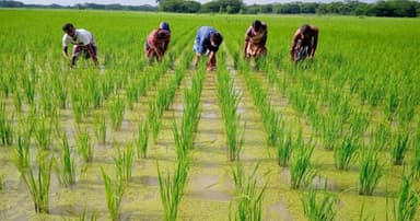 বড়লেখায় শুরু হচ্ছে কৃষক কার্ডের তথ্য সংগ্রহ