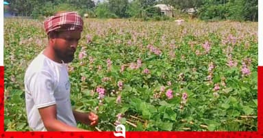 সবুজের বুকজুড়ে সাদা ফুলের অপরূপ চাদর
