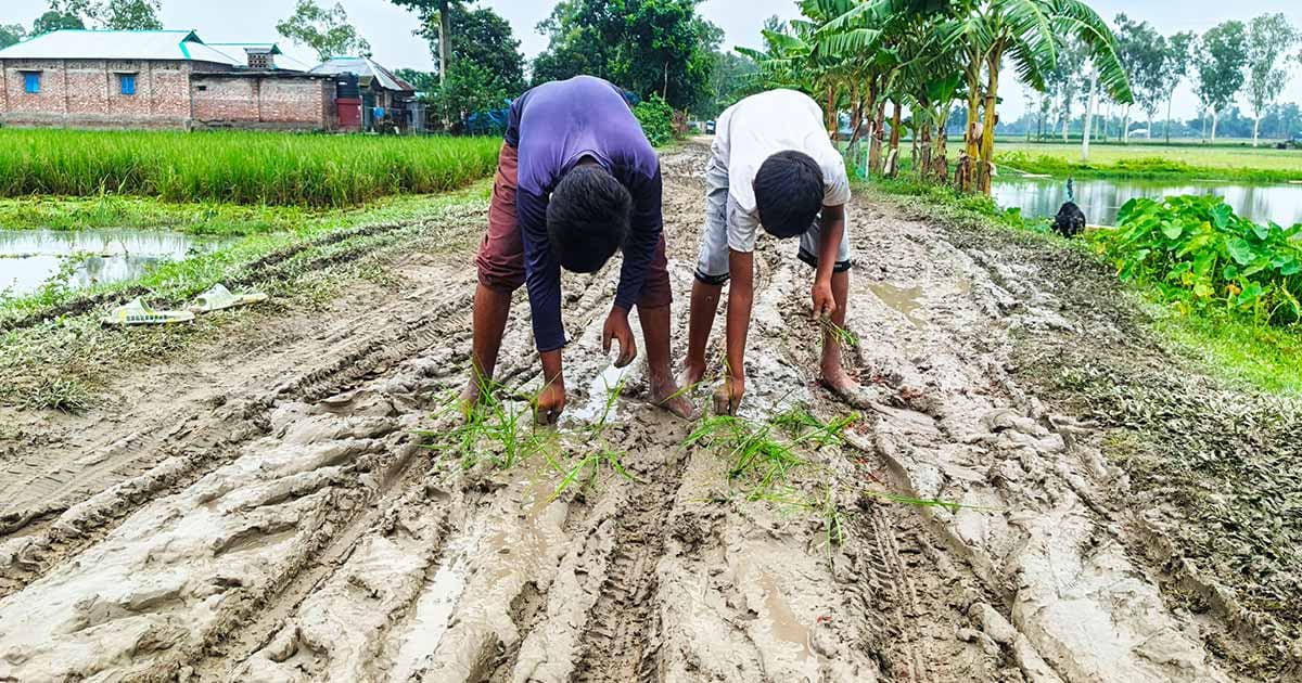 সড়কে ধানের চারা রোপণ করল শিশুরা