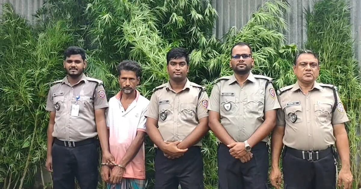 পাটক্ষেতের আড়ালে গাঁজা চাষ, মাদক ব্যবসায়ী আটক