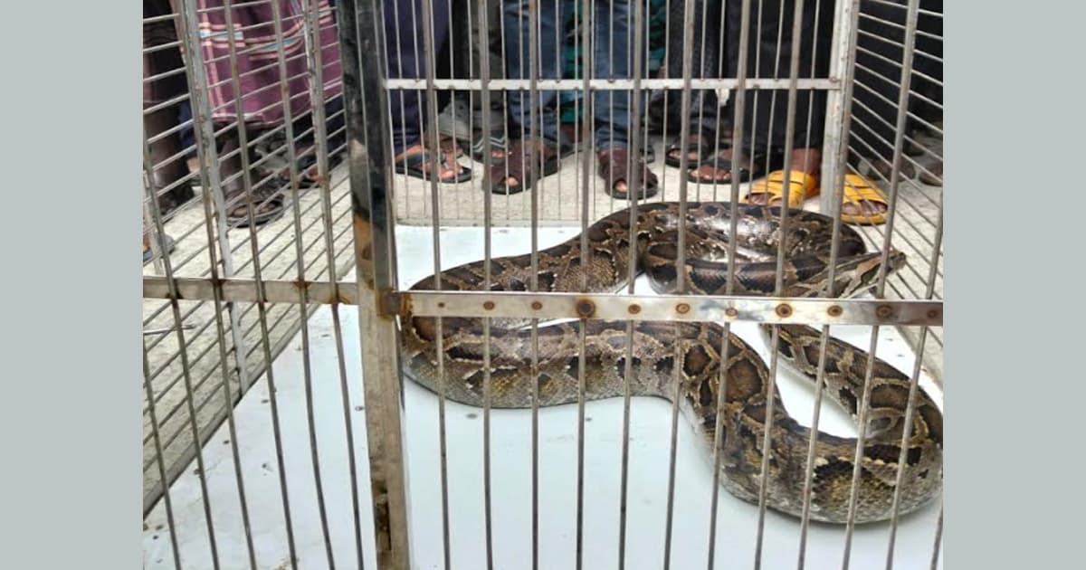 শ্যামনগরে একটি দোকান থেকে অজগর উদ্ধার