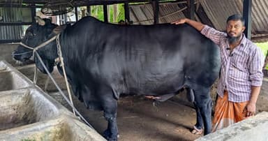 খালেদা জিয়াকে ষাঁড় উপহার দেওয়া খামারি সোহাগ কারাগারে