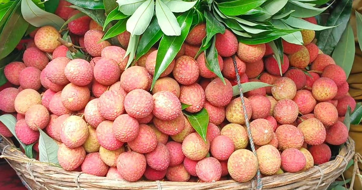 দিনাজপুরে এক লিচু ১১ টাকা