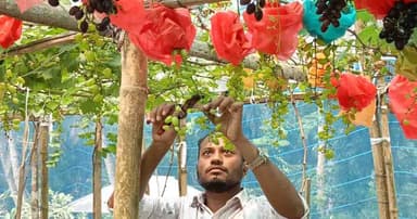 বরিশালে ছাদবাগানে ২২ জাতের আঙুর চাষ