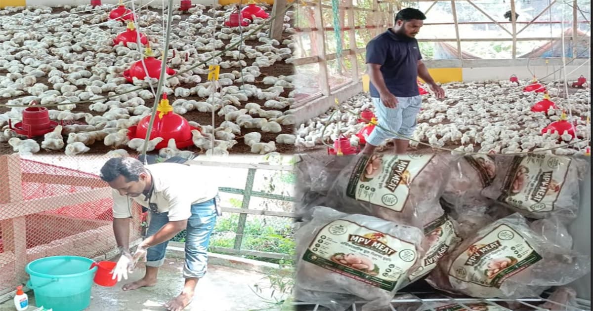 অ্যান্টিবায়োটিক ছাড়াই উৎপাদিত হচ্ছে নিরাপদ ব্রয়লার মুরগি
