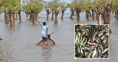 টাঙ্গুয়ার হাওরে মাছের তীব্র সংকট, বিলুপ্তির পথে দেশিও প্রজাতি