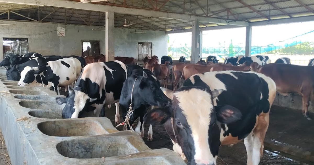 পাথরঘাটায় কোরবানির পশুর উদ্বৃত্ত সরবরাহ, ন্যায্যমূল্য নিয়ে দুশ্চিন্তা