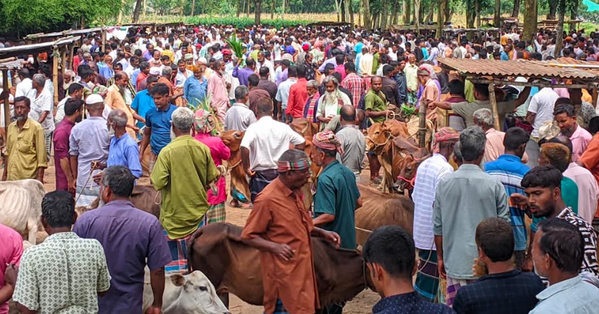 ঈদ ঘিরে জমজমাট গোলাপগঞ্জের পশুর হাট