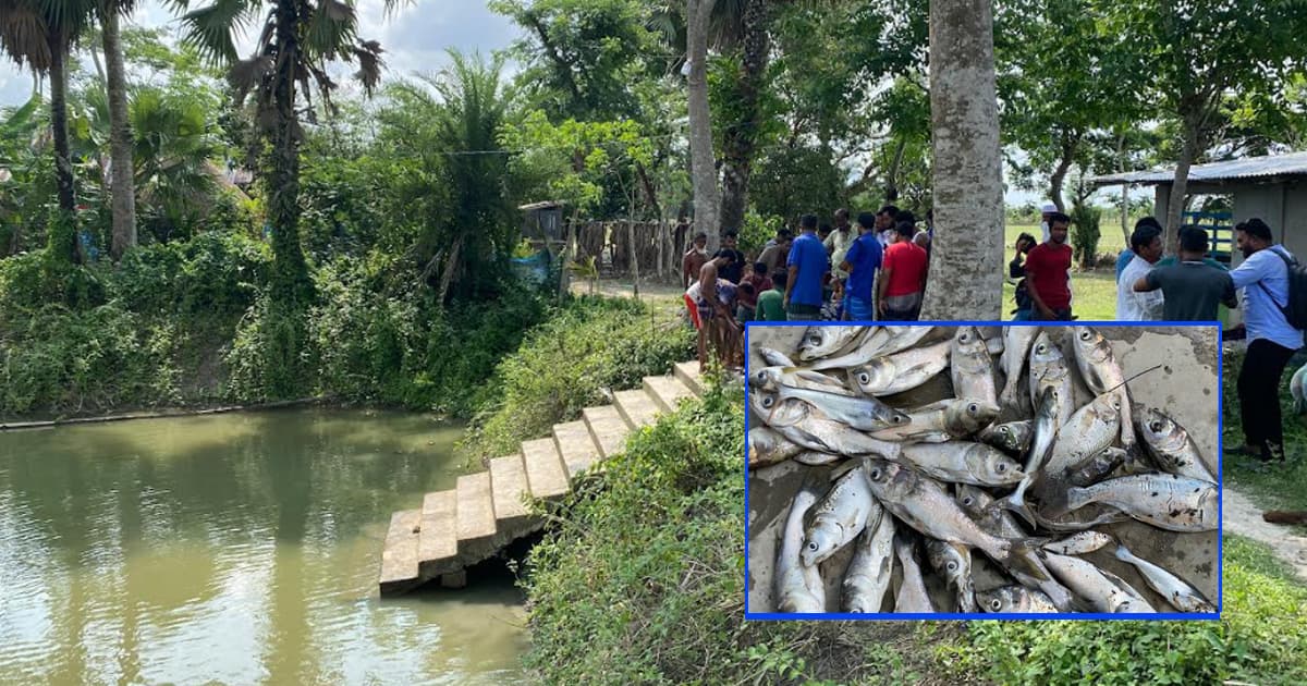 মঠবা‌ড়িয়ায় খাবার পানির পুকুরে বিষ প্রয়োগ, ভেসে উঠলো চাষের মাছ