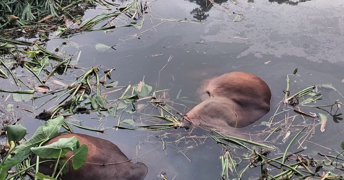 গোপালগঞ্জে গরুবাহী ট্রাক খালে, ৪ গরুর মৃত্যু
