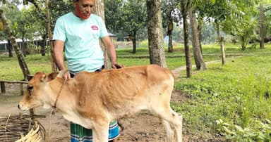 কাপাসিয়ায় লাম্পি স্কিনে আক্রান্ত গরু, বাড়ছে খামারিদের দুশ্চিন্তা