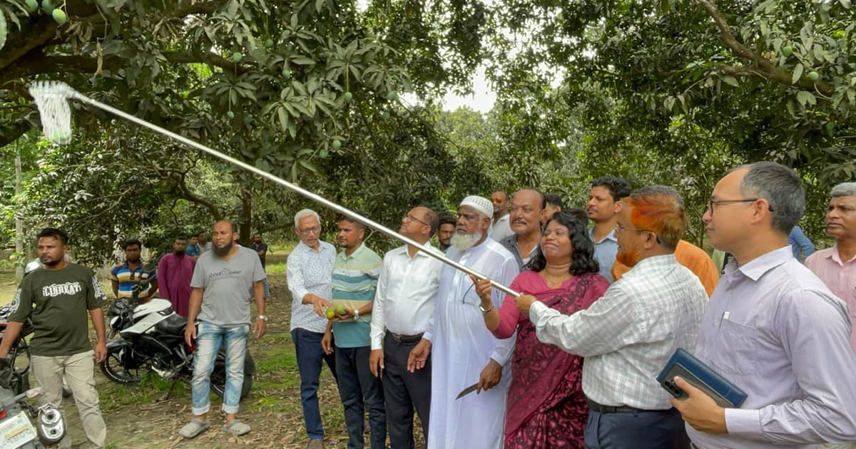 চুয়াডাঙ্গায় শুরু আম সংগ্রহ