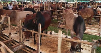 নেছারাবাদে হাটের খাজনা মওকুফ করলেন প্রতিমন্ত্রী