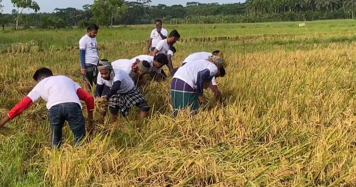 পিরোজপুরে কৃষকদের পাশে ছাত্রদল