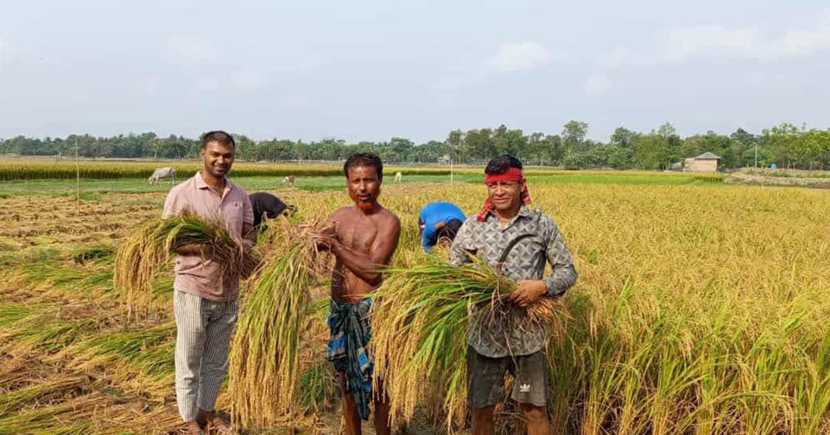 শ্যামনগরে বোরোতে আশানুরুপ ফলন