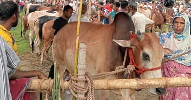 গ্রাম-গঞ্জে জমে ওঠেছে কোরবানির হাট