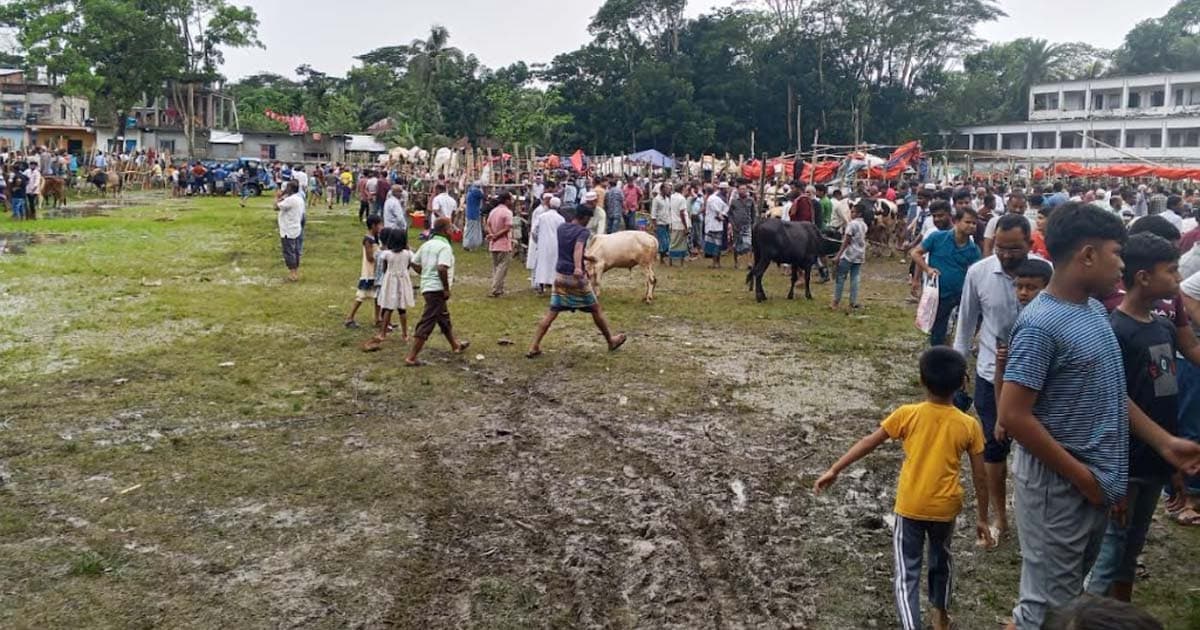 উজিরপুরে বৃষ্টিতে পশুর হাটে ভোগান্তিতে ক্রেতা-বিক্রেতা