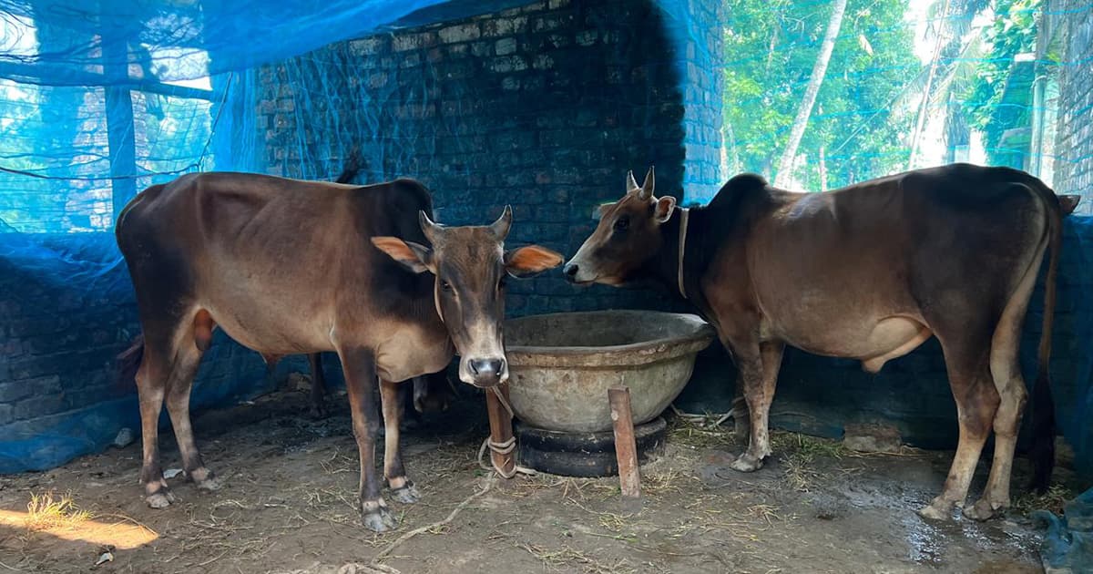 হাসপাতালে গরুর খামার!