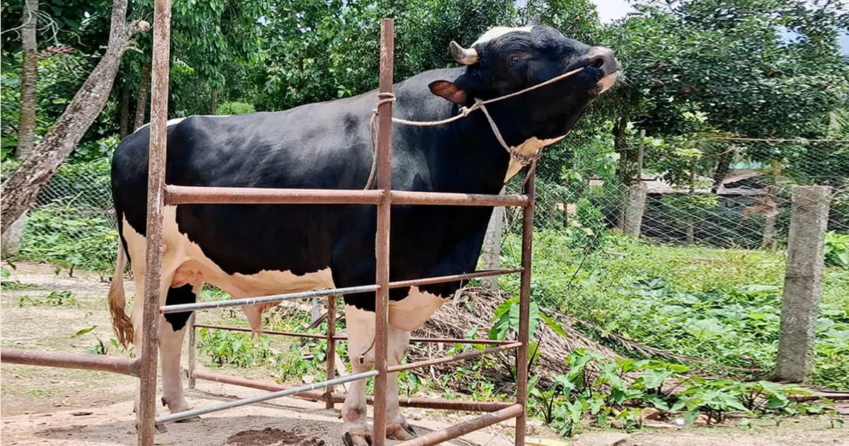খাগড়াছড়িতে ‘সম্রাট ঝড়’