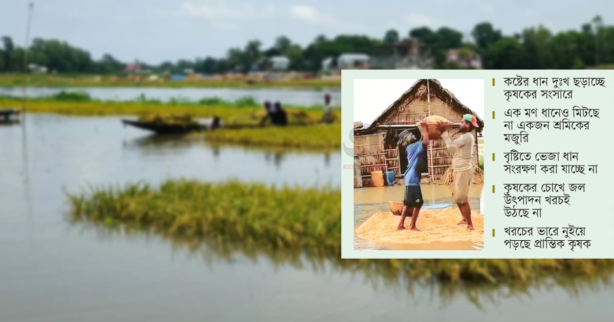 ধানের হাটে আরো অসহায় কৃষক